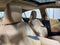 2024 Lexus ES ES 300h Luxury